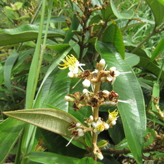 Miconia stenostachya