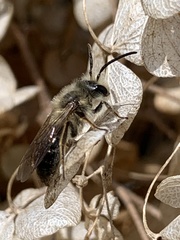 Andrena erigeniae