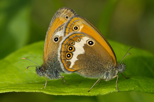 Krūminis Satyriukas nuotrauka