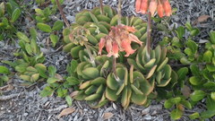 Cotyledon orbiculata oblonga