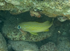 Anilocra haemuli