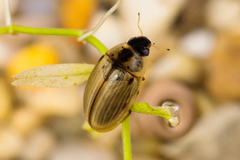 Enochrus quadripunctatus