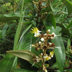 Miconia stenostachya