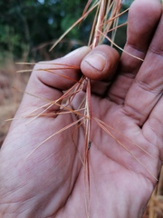 Agrilaxia