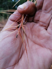Agrilaxia