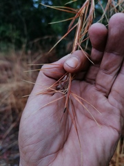 Agrilaxia