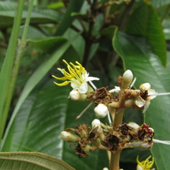 Miconia stenostachya