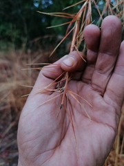 Agrilaxia