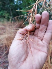 Agrilaxia