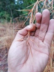 Agrilaxia