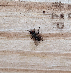 Diptera