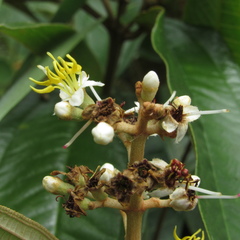 Miconia stenostachya