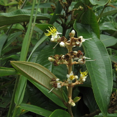 Miconia stenostachya