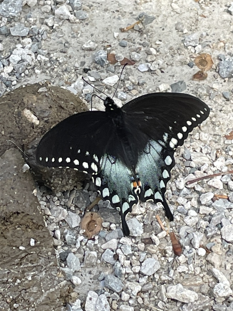 Spicebush Swallowtail