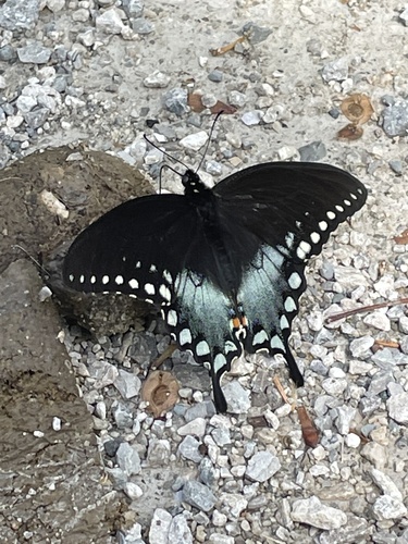 Spicebush Swallowtail