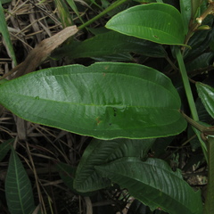 Miconia stenostachya