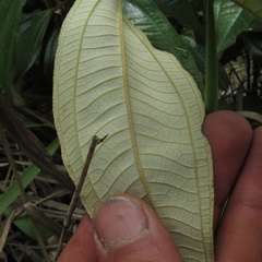 Miconia stenostachya
