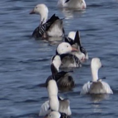 Anser caerulescens caerulescens