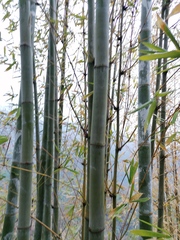 Giant Timber Bamboo (Bambusa oldhamii)