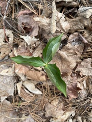 Trillium erectum