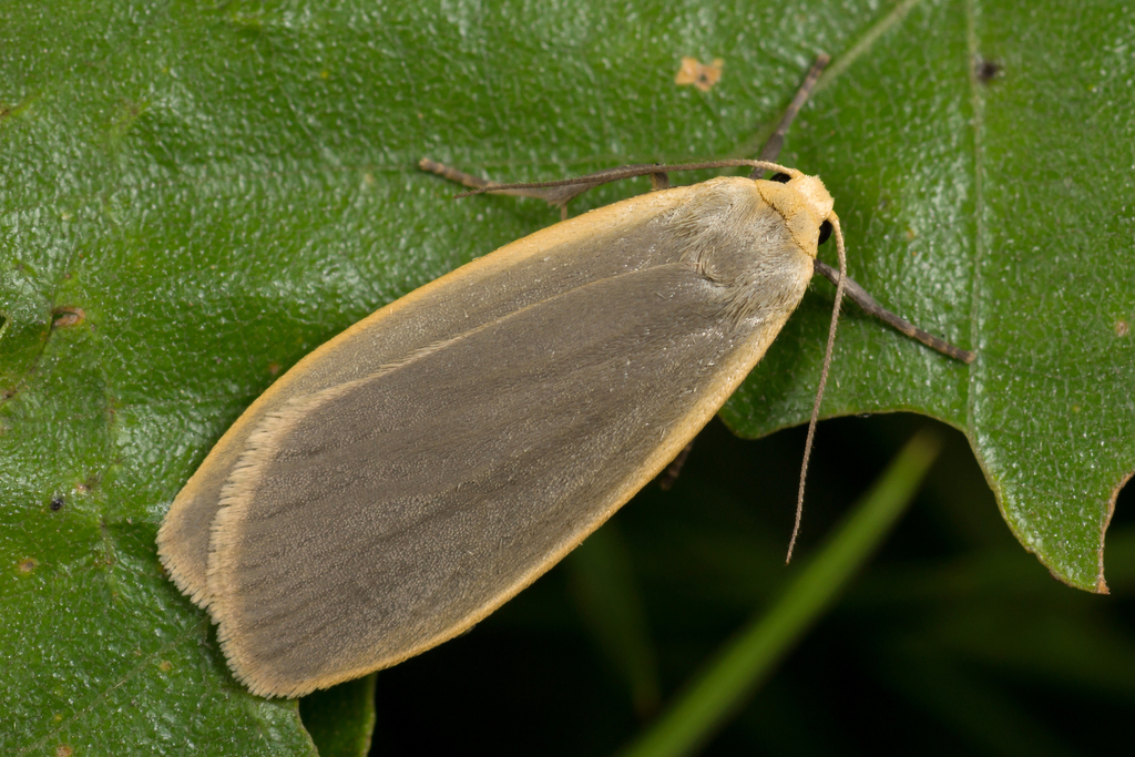 Dingy Footman