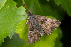 Muschampia floccifera