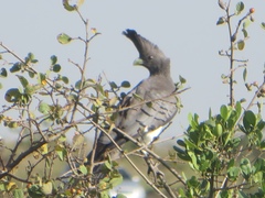 Corythaixoides leucogaster