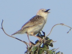 Cisticola robustus