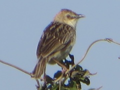 Cisticola robustus