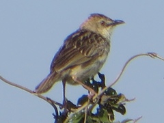 Cisticola robustus