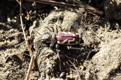 Cicindela lengi versuta
