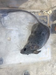 Reithrodontomyini