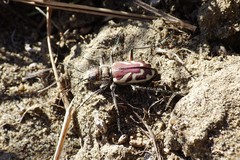 Cicindela lengi versuta