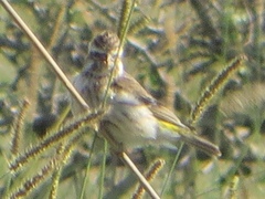 Crithagra reichenowi