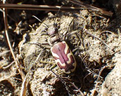 Cicindela lengi versuta