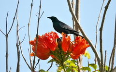 Ptiloxena atroviolacea