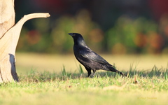 Ptiloxena atroviolacea