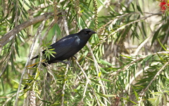 Ptiloxena atroviolacea