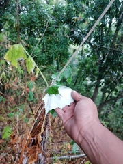 Onoseris onoseroides