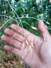 Onoseris onoseroides