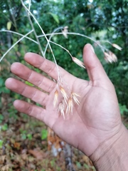 Onoseris onoseroides