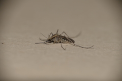 Aedes albifasciatus