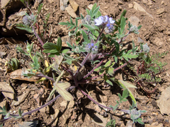 Phacelia breweri