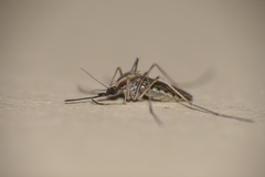 Aedes albifasciatus
