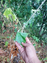 Onoseris onoseroides