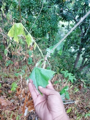 Onoseris onoseroides