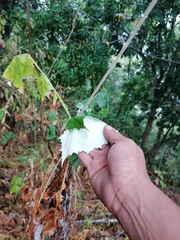 Onoseris onoseroides