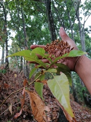 Chromolaena glaberrima