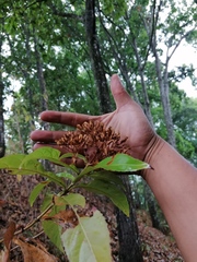 Chromolaena glaberrima