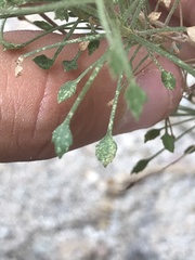 Pleurocoronis pluriseta